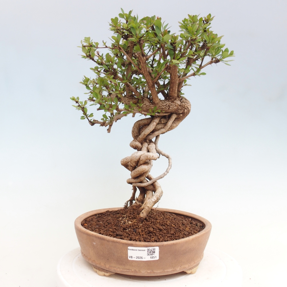 Venkovní bonsai - Berberis coreana - Dřištál korejský