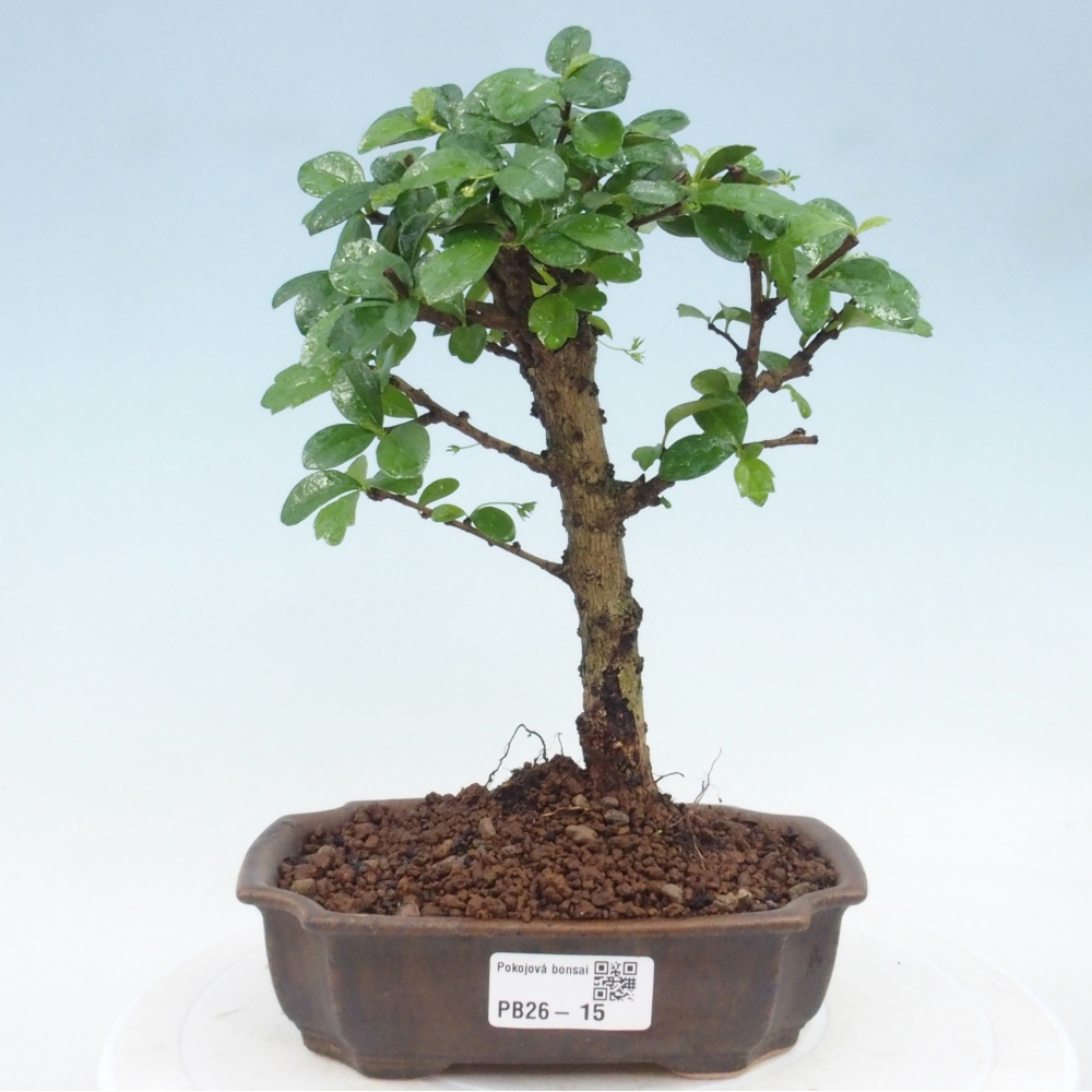 Pokojová bonsai - Carmona macrophylla - Čaj fuki