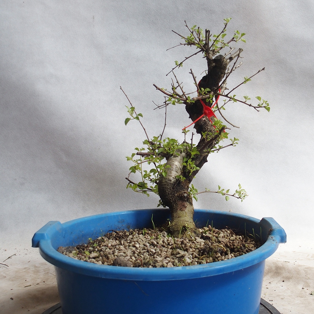 Venkovní bonsai -Mahalebka - Prunus mahaleb