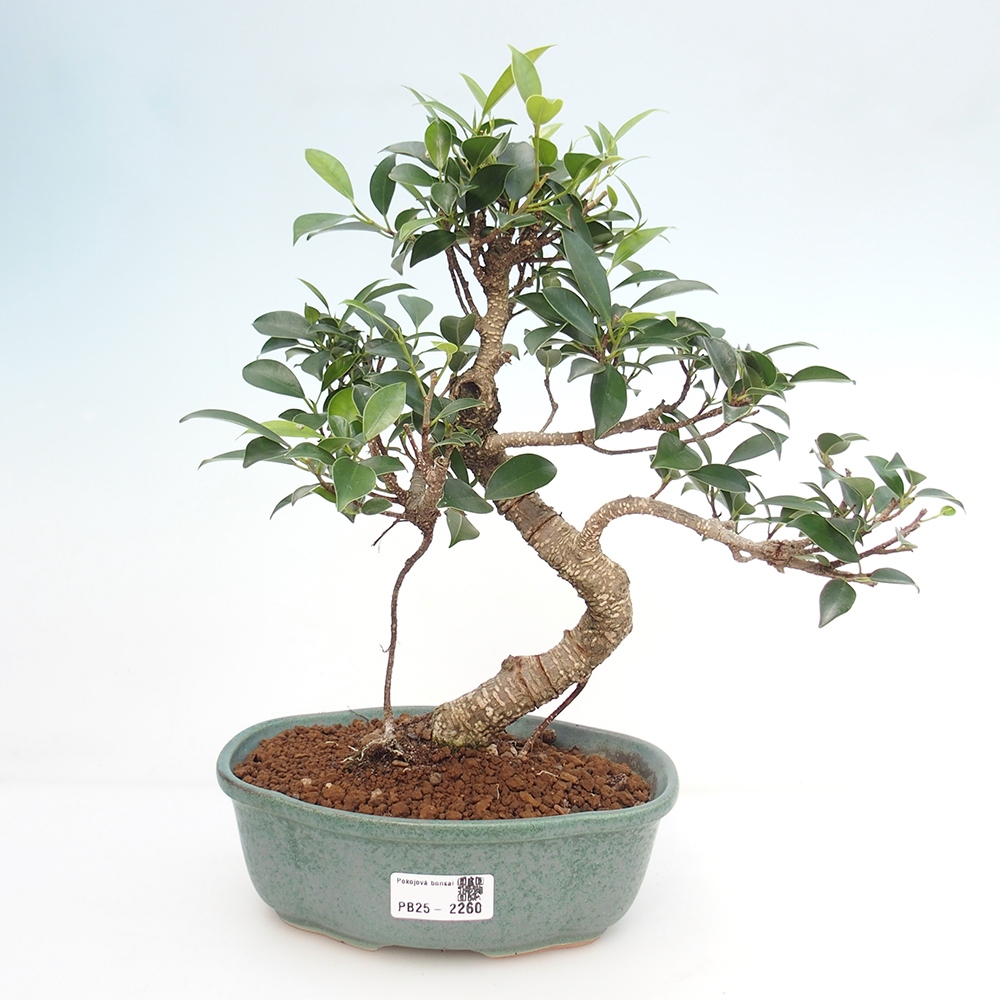Pokojová bonsai - Ficus retusa -  malolistý fíkus