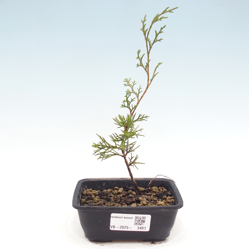 Venkovní bonsai - Juniperus chinensis Itoigawa -Jalovec čínský