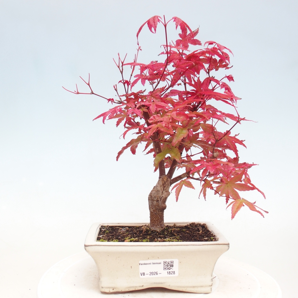 Venkovní bonsai - Javor dlanitolistý - Acer palmatum DESHOJO