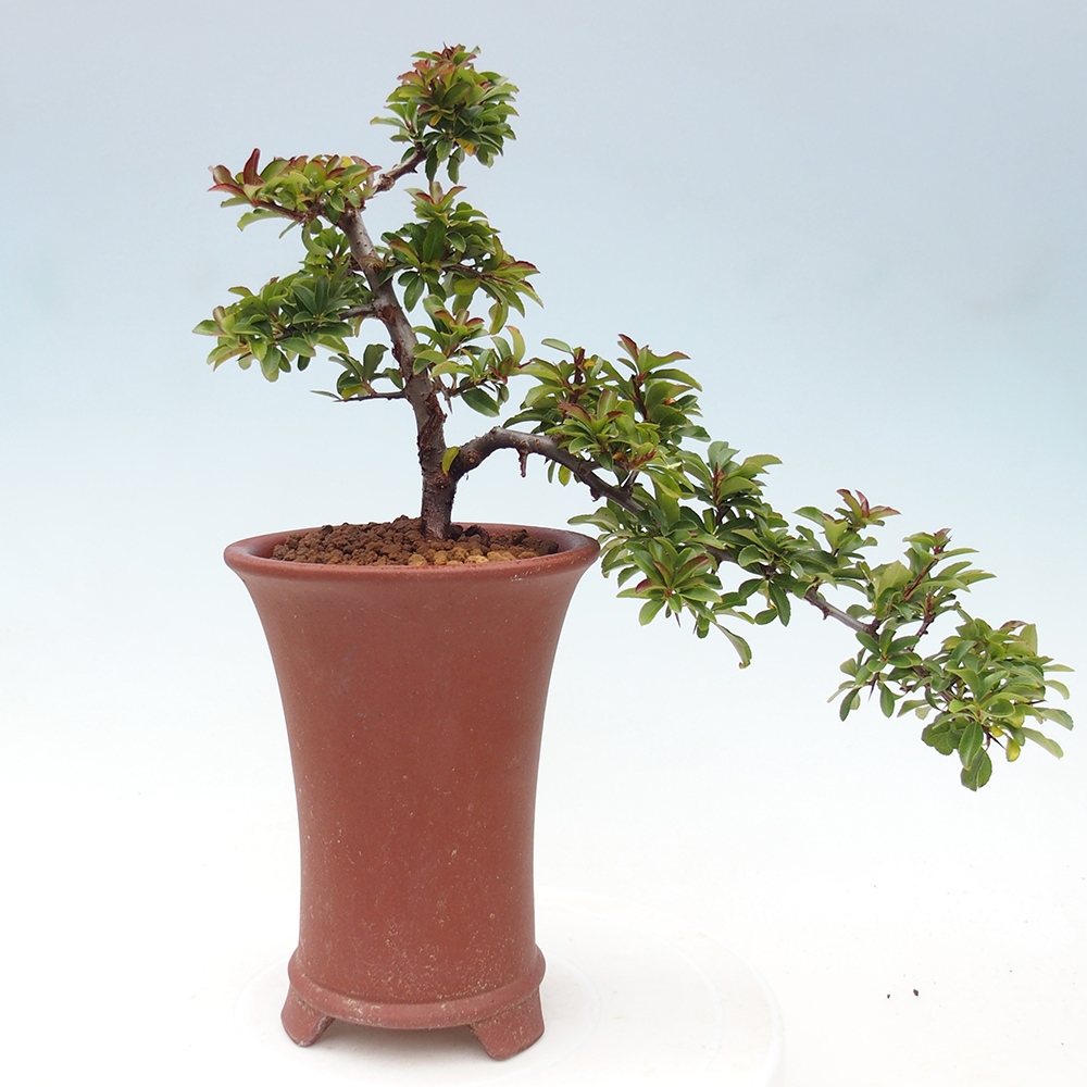Venkovní bonsai-Pyracanta Teton -Hlohyně