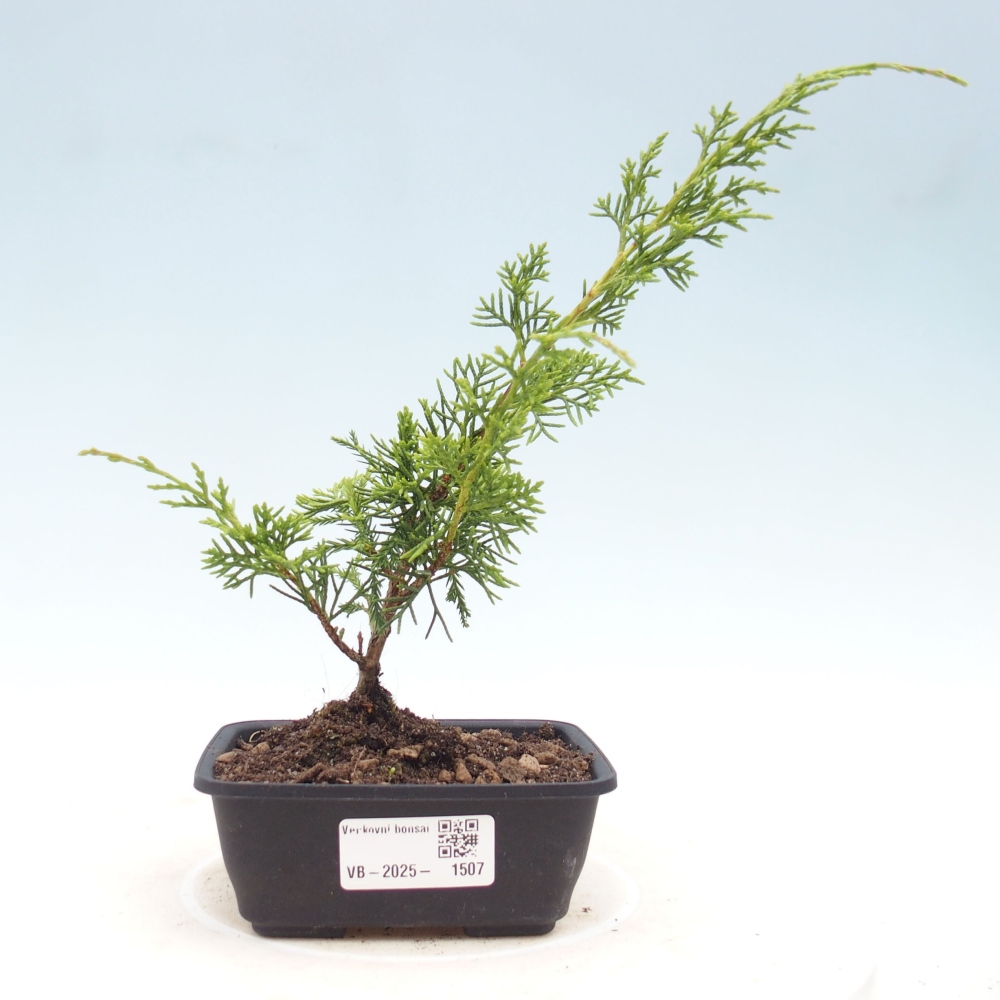 Venkovní bonsai - Juniperus chinensis Itoigawa -Jalovec čínský