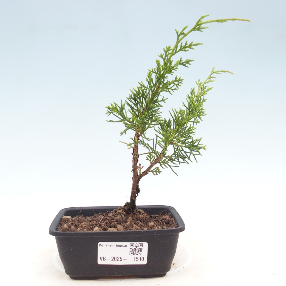 Venkovní bonsai - Juniperus chinensis Itoigawa -Jalovec čínský
