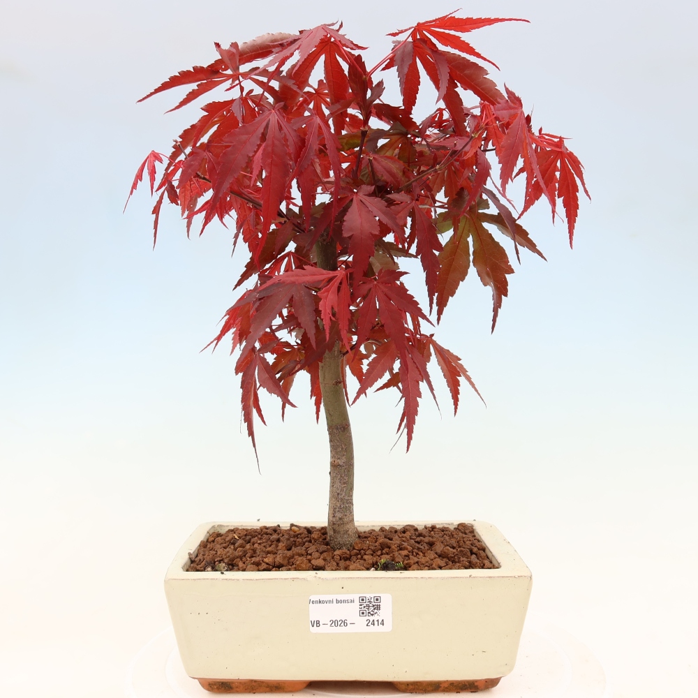 Venkovní bonsai - Acer palm. Atropurpureum-Javor dlanitolistý