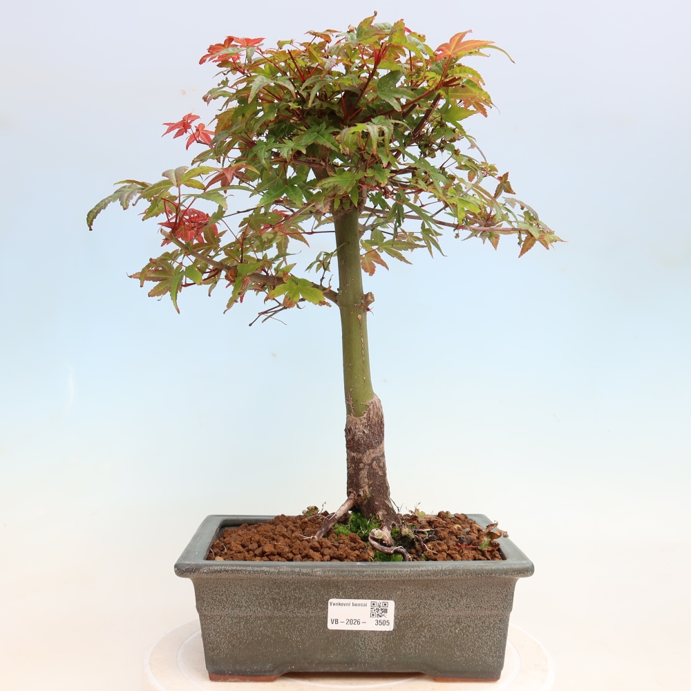 Venkovní bonsai - Javor dlanitolistý - Acer palmatum DESHOJO