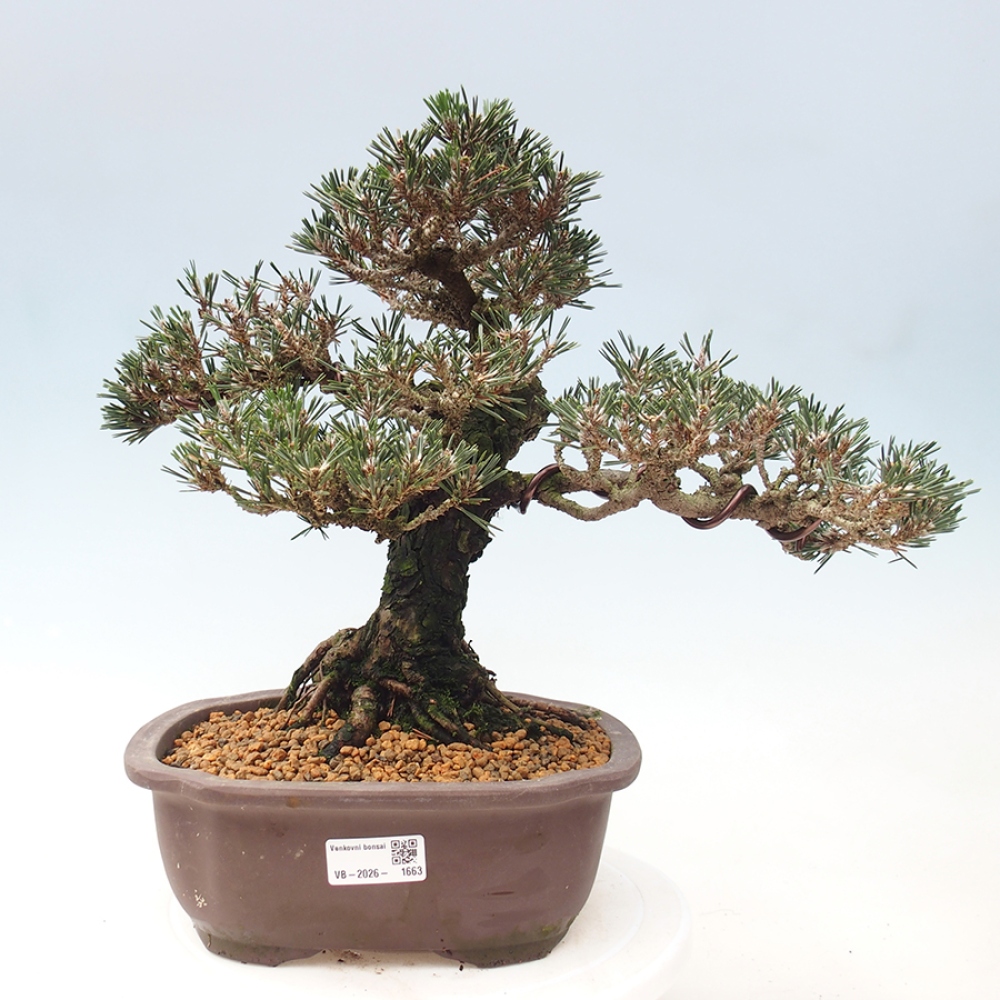 Venkovní bonsai - Pinus thunbergii Kotobuki - Borovice thunbergova