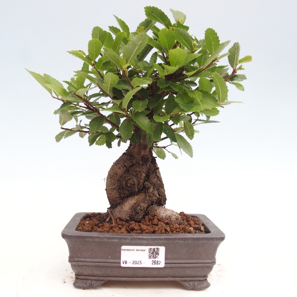 Venkovní bonsai - Zelkova - Zelkova NIRE