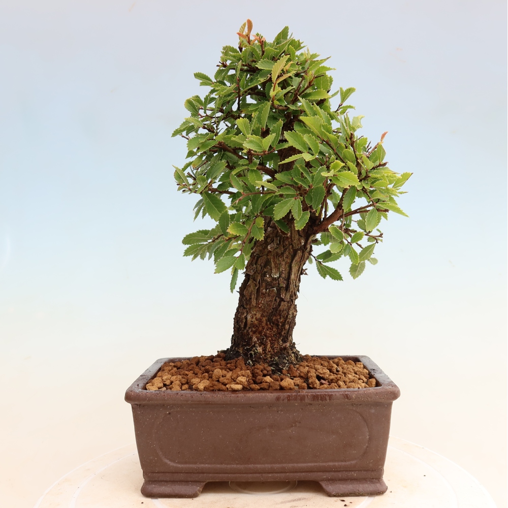 Venkovní bonsai - Zelkova - Zelkova NIRE