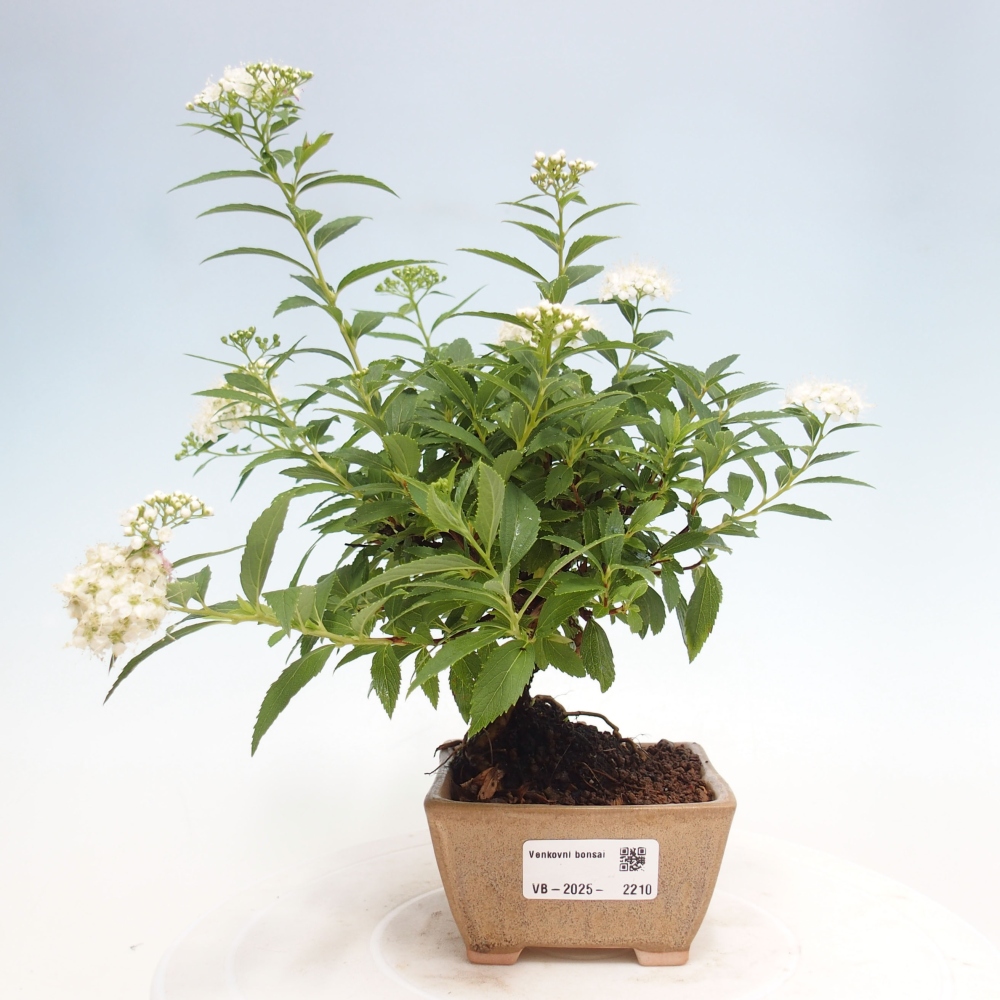 Venkovní bonsai -malolistý tavolník - Spirea japonica GENPSI