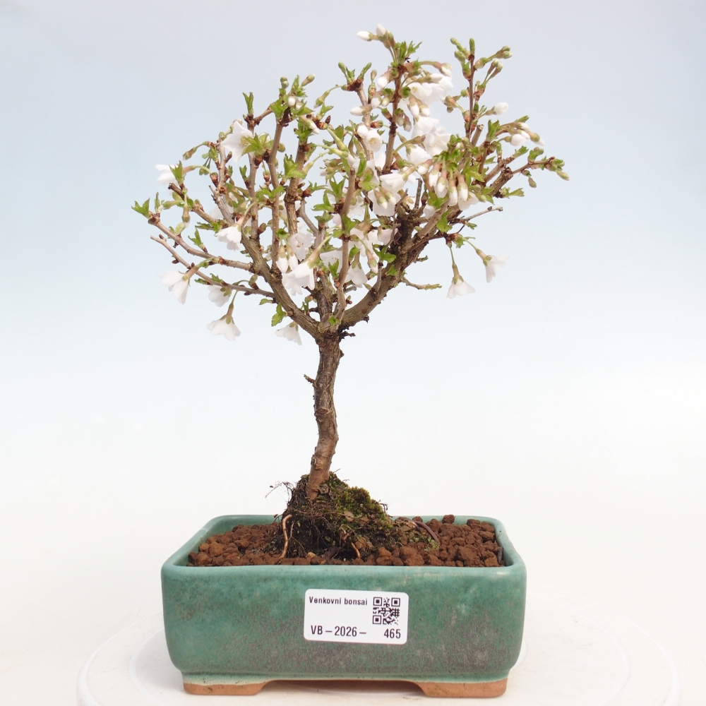Venkovní bonsai - Prunus incisa Kojou-no mai-Slivoň vyříznutá