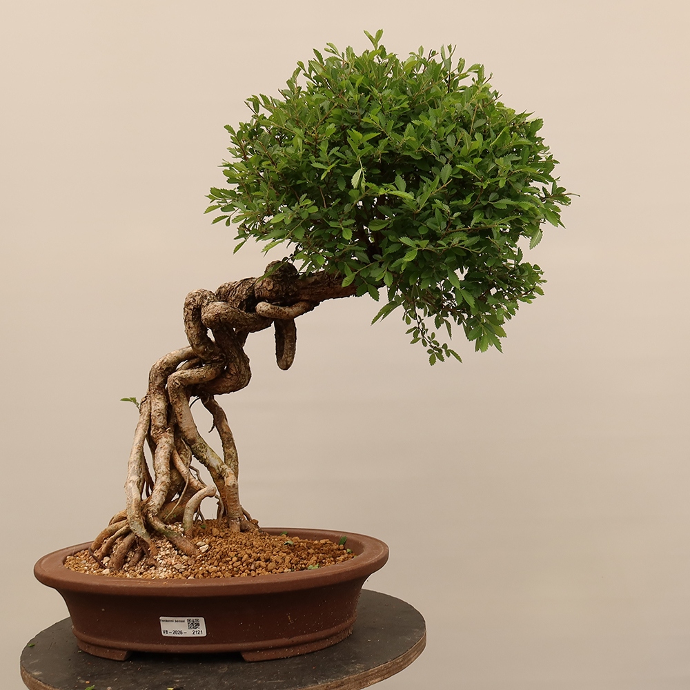 Venkovní bonsai - Zelkova - Zelkova NIRE