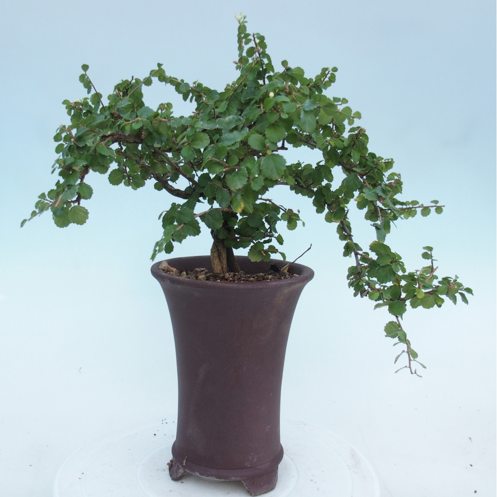 Pokojová bonsai - Grewia sp. - Grewie malolistá
