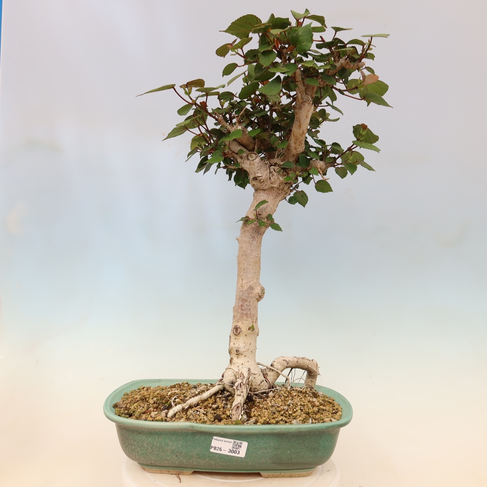 Pokojová bonsai - Hibiscus tiliaceus - Ibišek lípovitý, morský