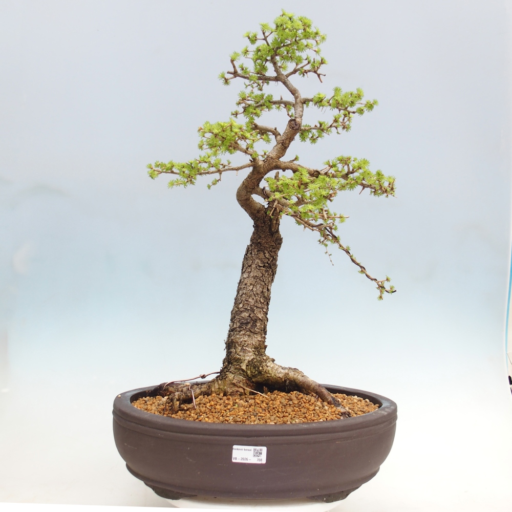 Venkovní bonsai -Larix decidua - Modřín opadavý - Pouze paletová přeprava