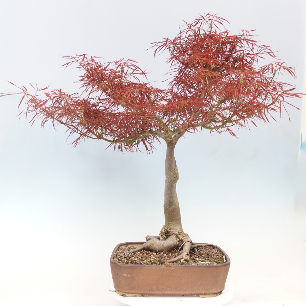 Venkovní bonsai - Javor dlanitolistý - Acer palmatum RED PYGMY