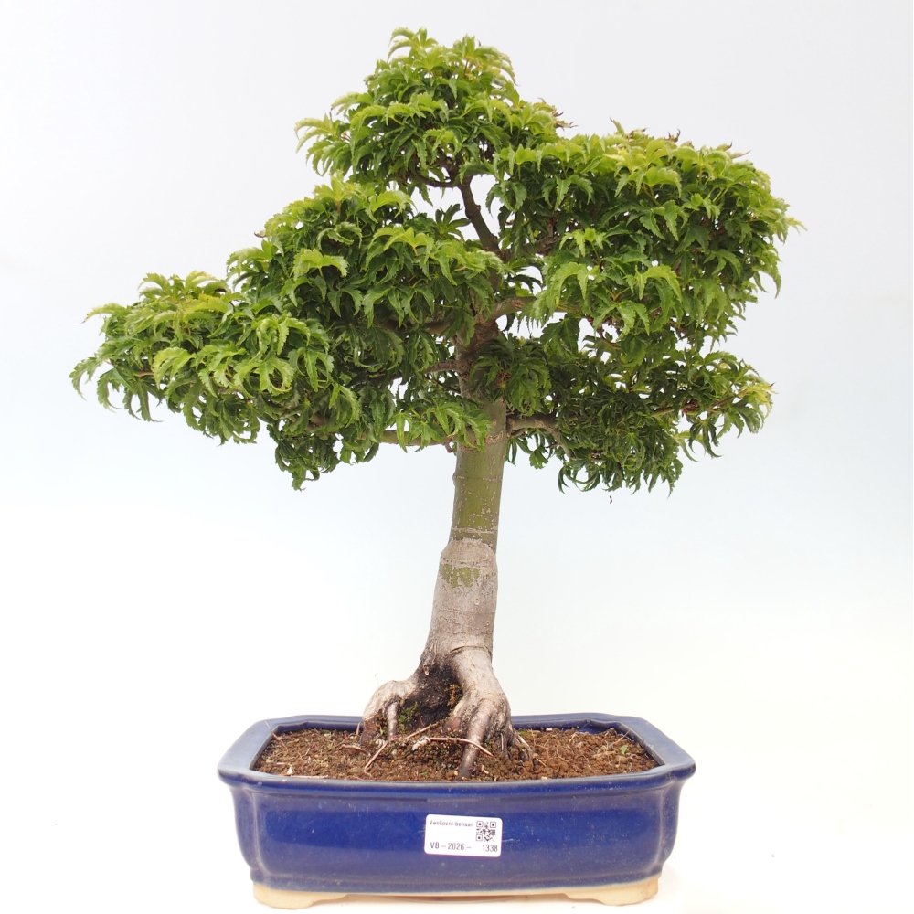 Venkovní bonsai -Javor dlanitolistý Acer palmatum Shishigashira