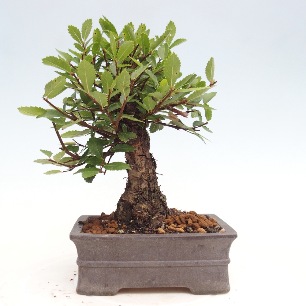 Venkovní bonsai - Zelkova - Zelkova NIRE