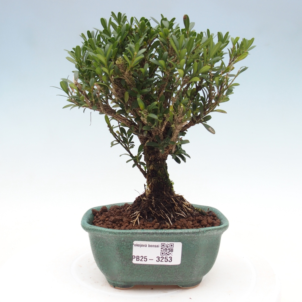 Pokojová bonsai - Buxus harlandii -korkový buxus
