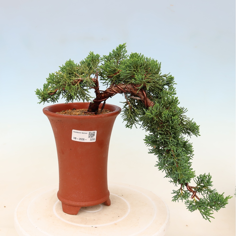 Venkovní bonsai - Juniperus chinensis Kishu -Jalovec čínský