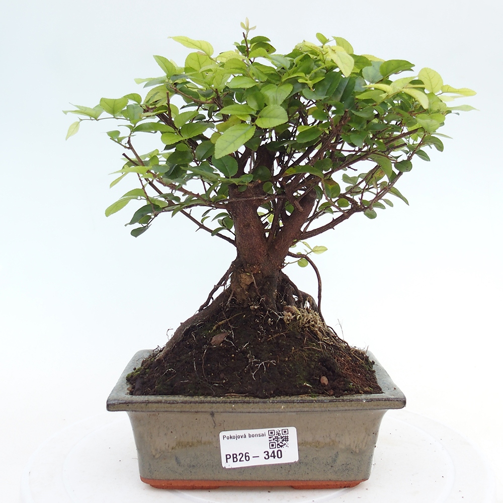 Pokojová bonsai - Sagerécie thea - Sagerécie thea