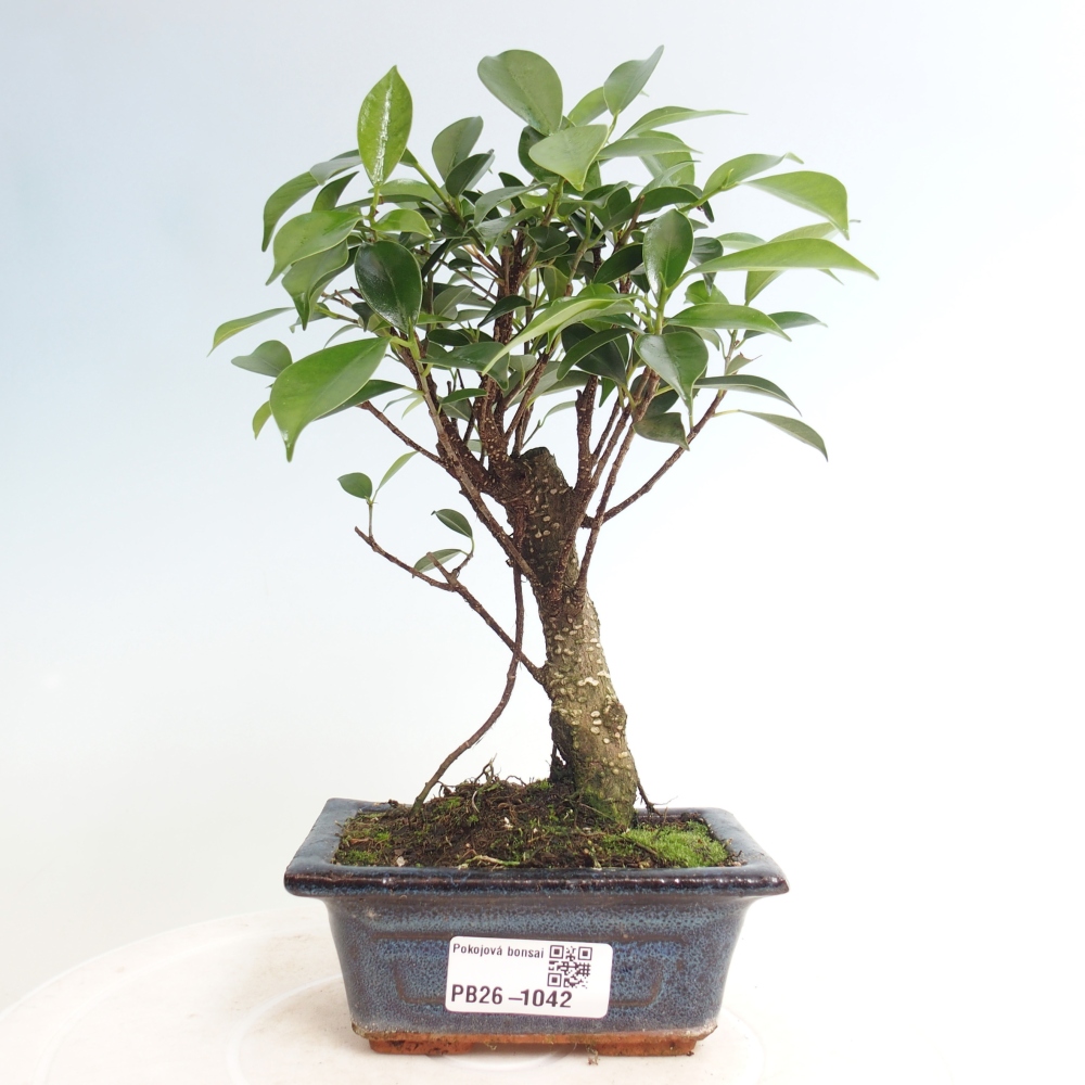 Pokojová bonsai Ficus retusa kimmen