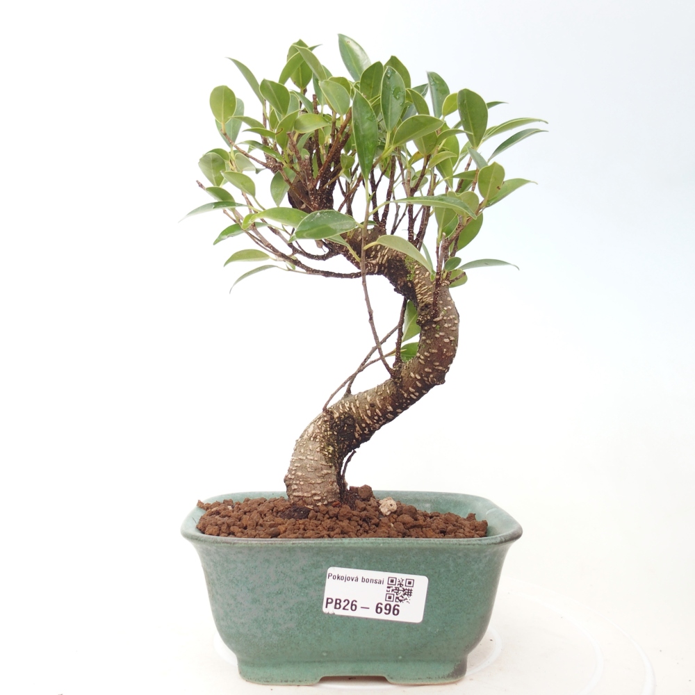 Pokojová bonsai - Ficus retusa -  malolistý fíkus