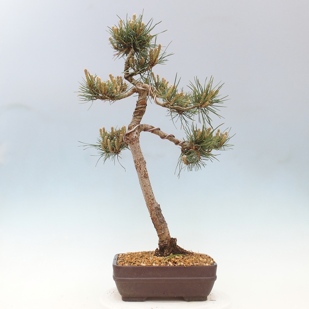 Venkovní bonsai - Pinus Sylvestris Watererri - Borovice lesní