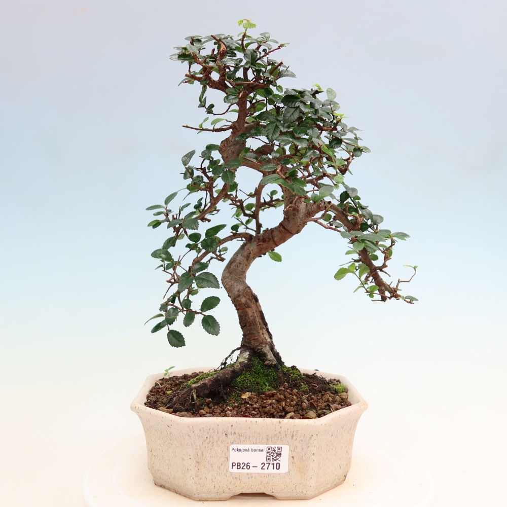 Pokojová bonsai - Ulmus parvifolia - Malolistý jilm