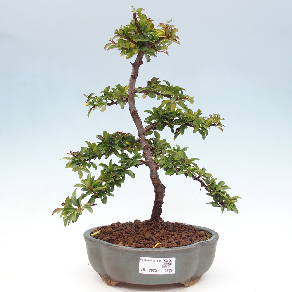 Venkovní bonsai-Pyracanta Teton -Hlohyně
