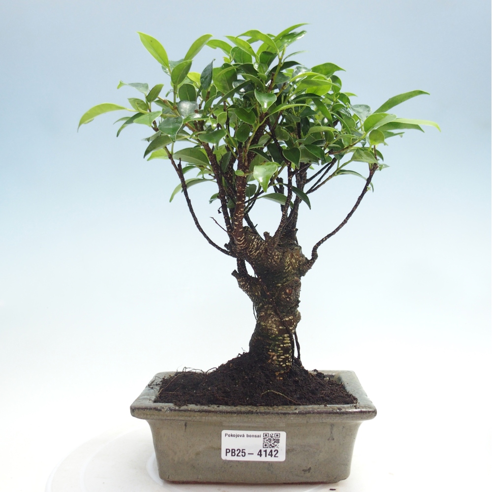 Pokojová bonsai - Ficus retusa -  malolistý fíkus