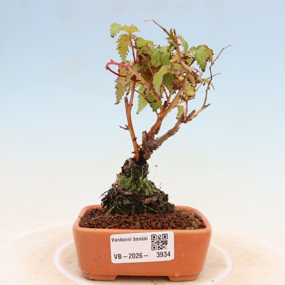 Venkovní bonsai -  Stephanandra incisa - Korunatka klaná