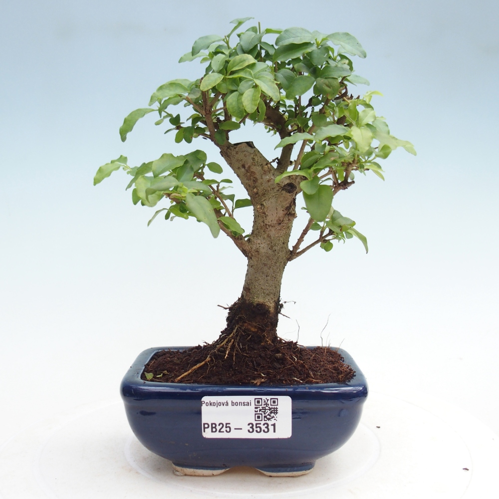 Pokojová bonsai -Ligustrum chinensis - Ptačí zob