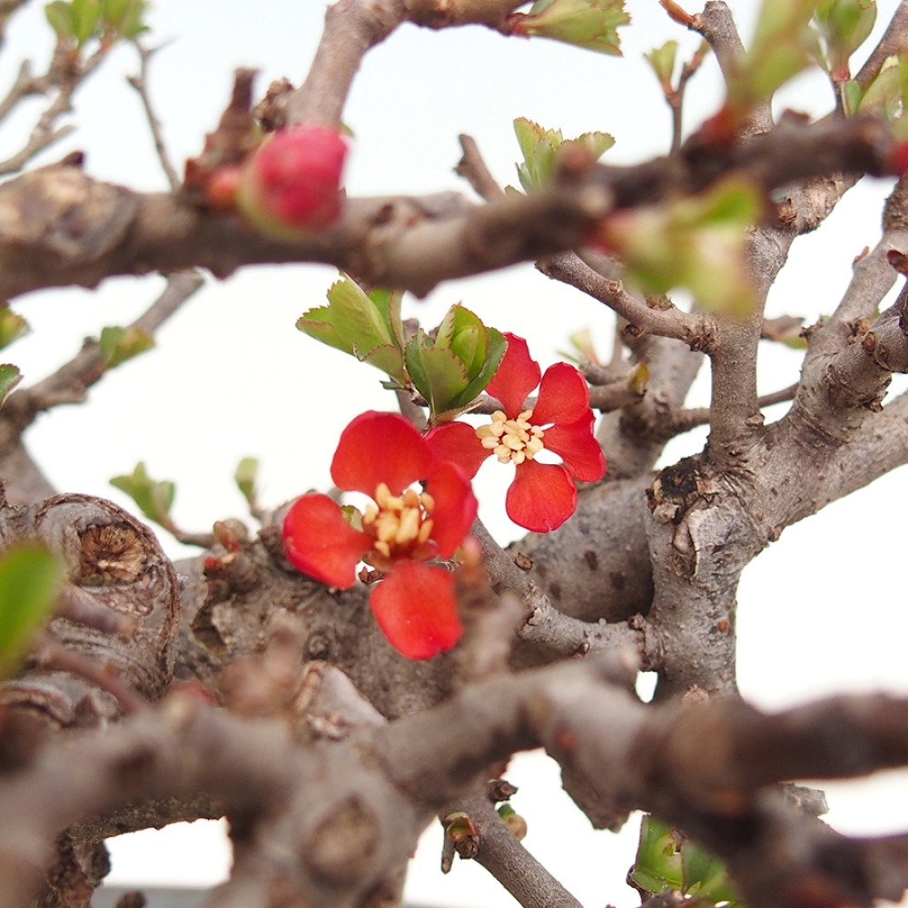 Venkovní  bonsai -  Chaneomeles speciosa - Kdoulovec ozdobný