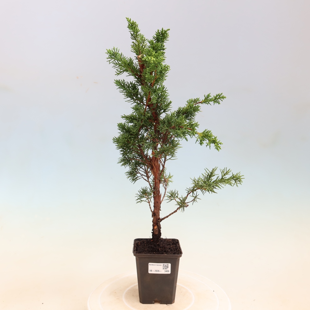 Venkovní bonsai - Juniperus chinensis Kishu -Jalovec čínský