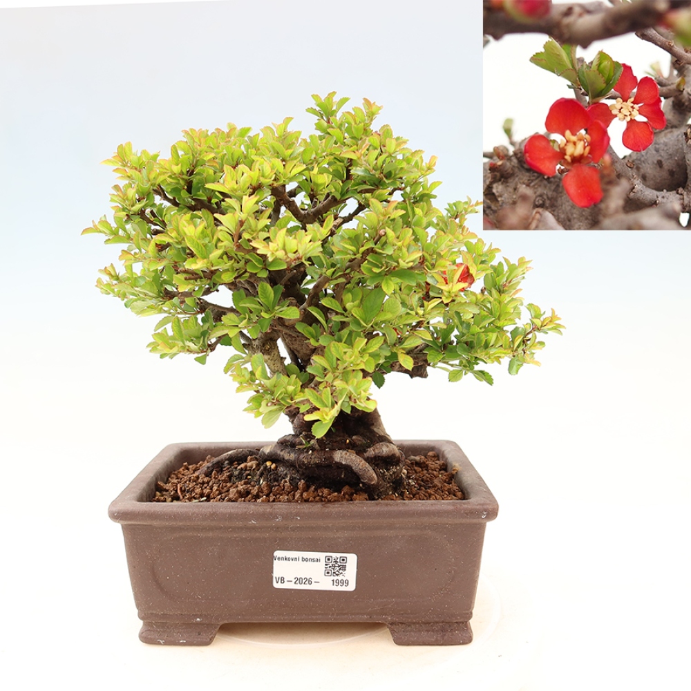 Venkovní  bonsai -  Chaneomeles speciosa Chojubai - Kdoulovec ozdobný