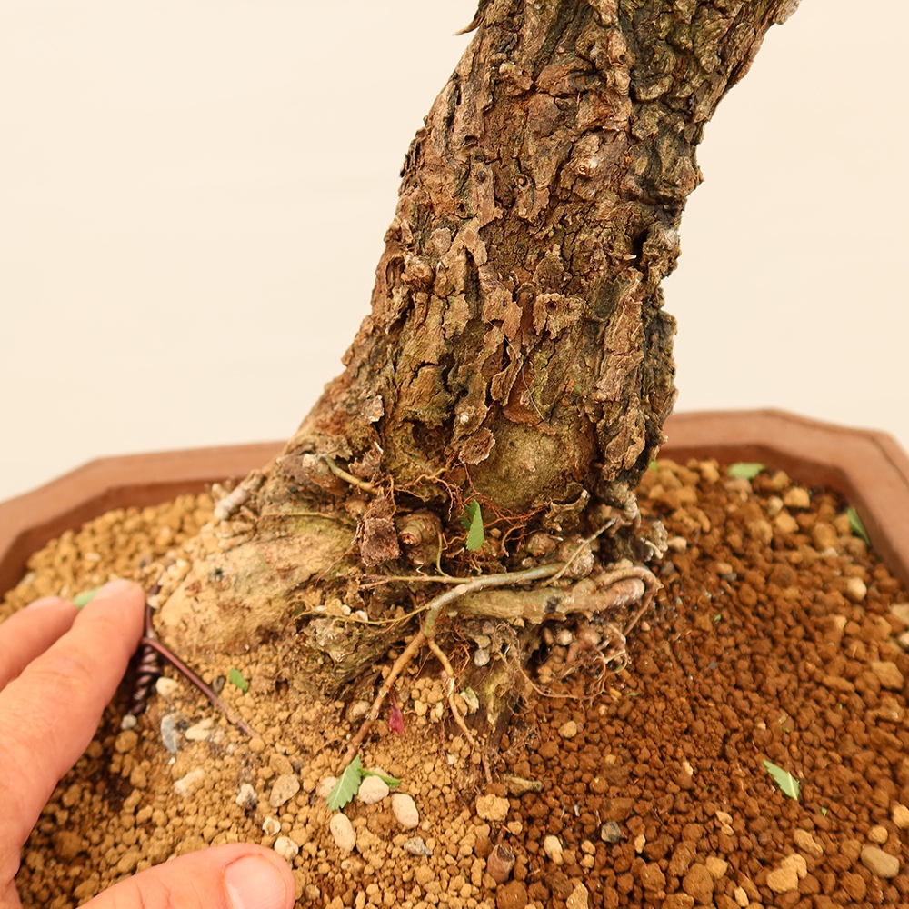 Venkovní bonsai - Zelkova - Zelkova NIRE