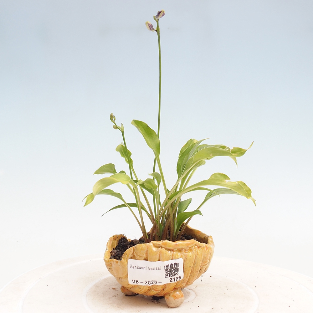 Venkovní bonsai - Mini Hosta - Bohyška