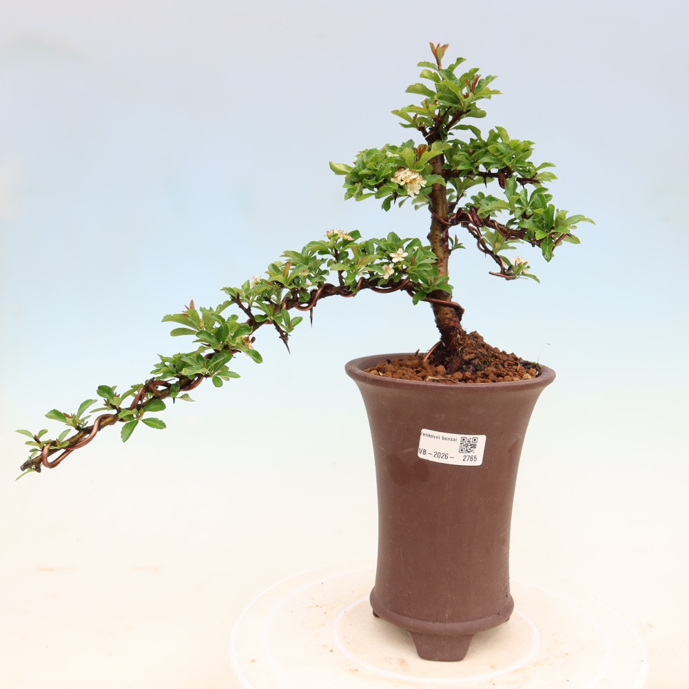 Venkovní bonsai - Pyracantha teton - Hlohyně šarlatová