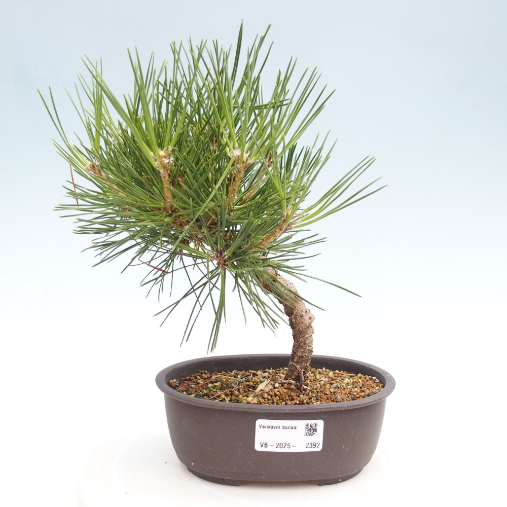 Venkovní bonsai - Pinus thunbergii - Borovice thunbergova