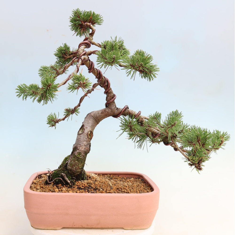 Venkovní bonsai - Pinus mugo Humpy  - Borovice kleč