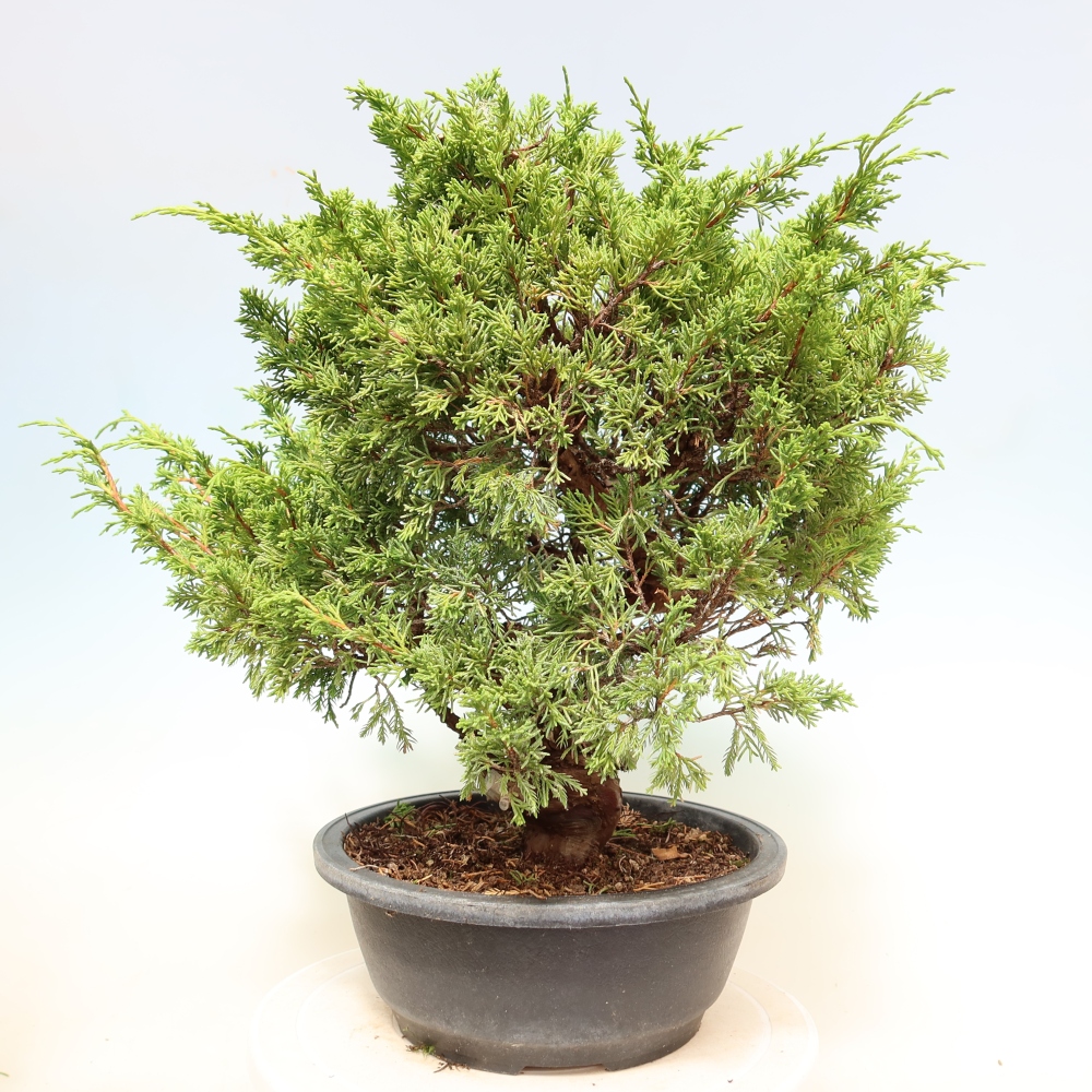 Venkovní bonsai - Juniperus chinensis Itoigawa-Jalovec čínský