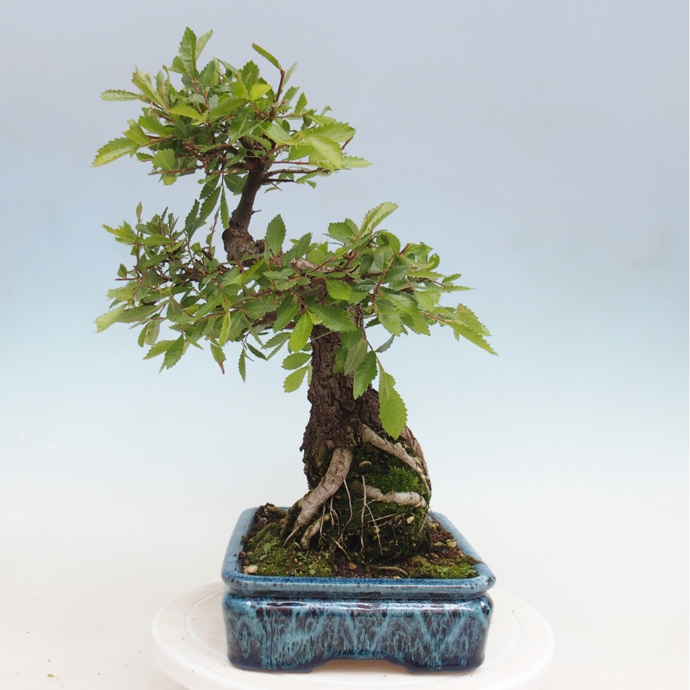 Venkovní bonsai - Zelkova - Zelkova NIRE