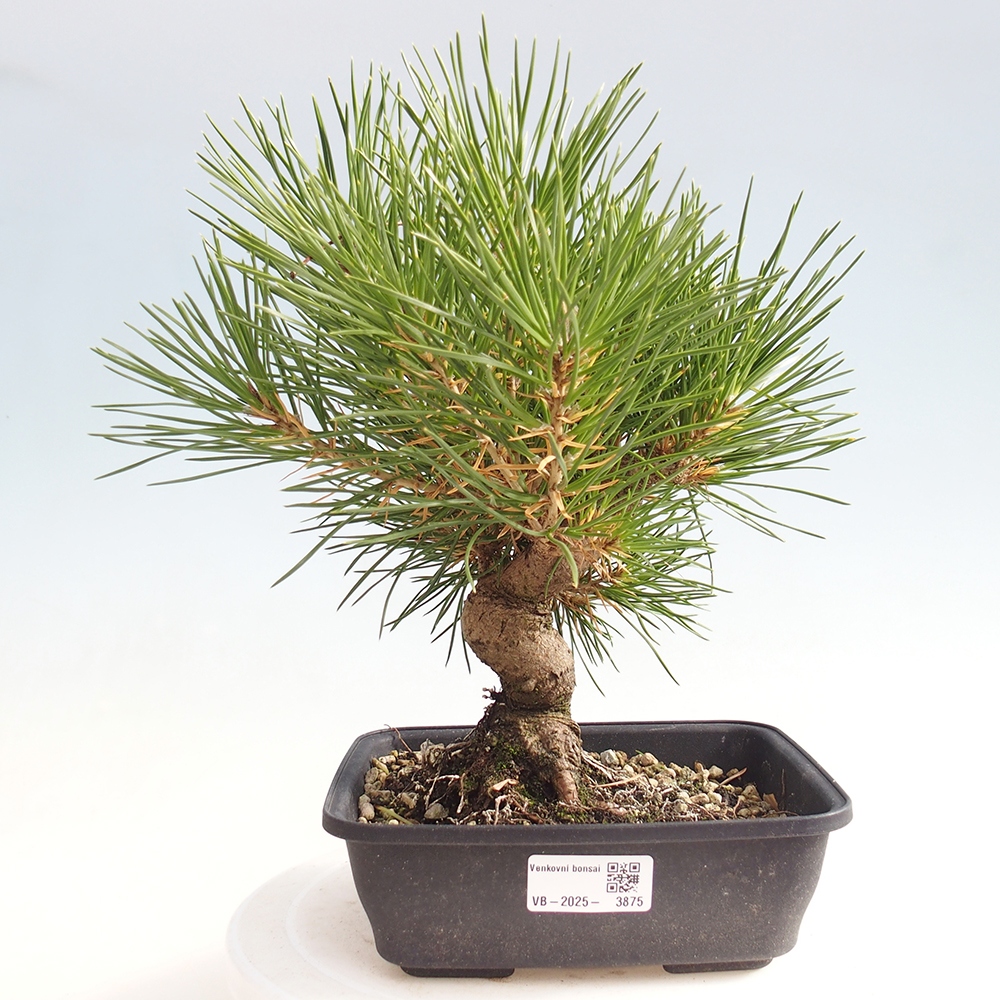Venkovní bonsai - Pinus thunbergii - Borovice thunbergova