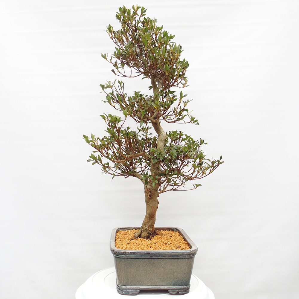 Venkovní bonsai - Japonská azalka - Azalea Saishun