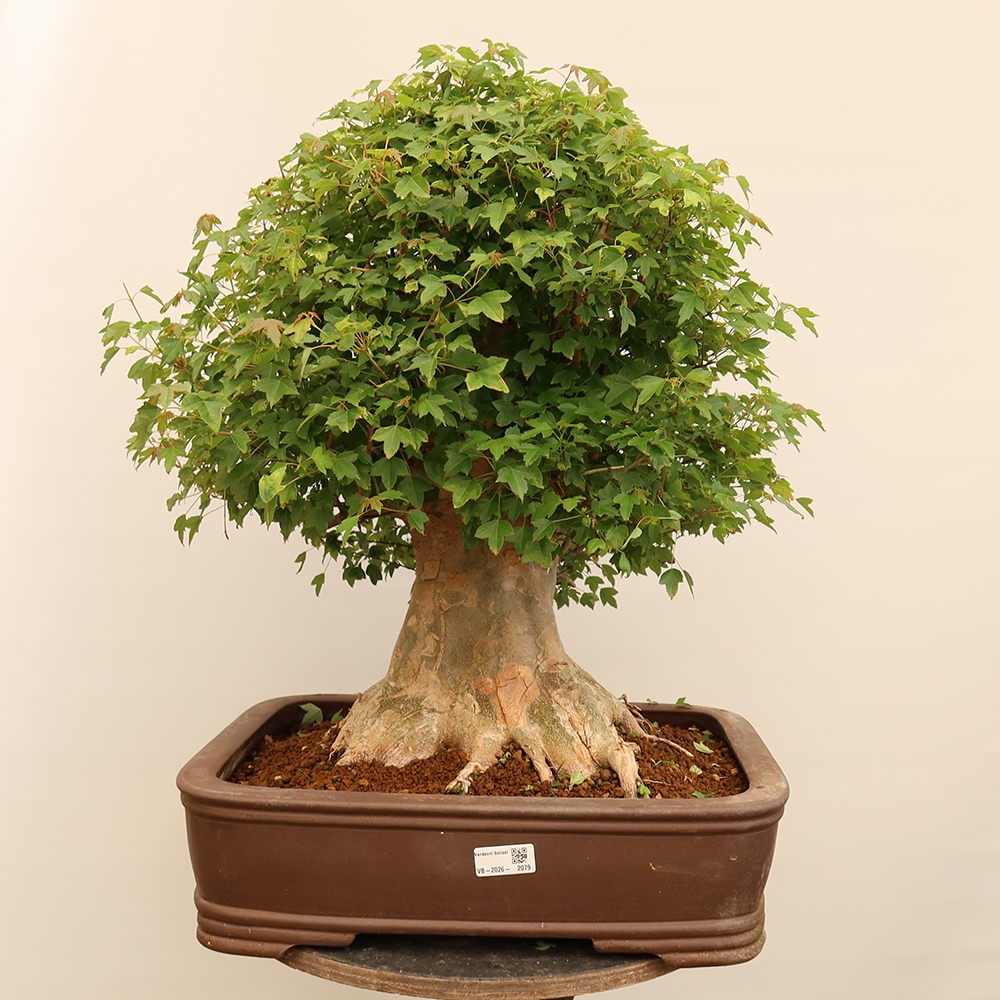 Venkovní bonsai - Javor Burgerův - Acer Burgerianum 