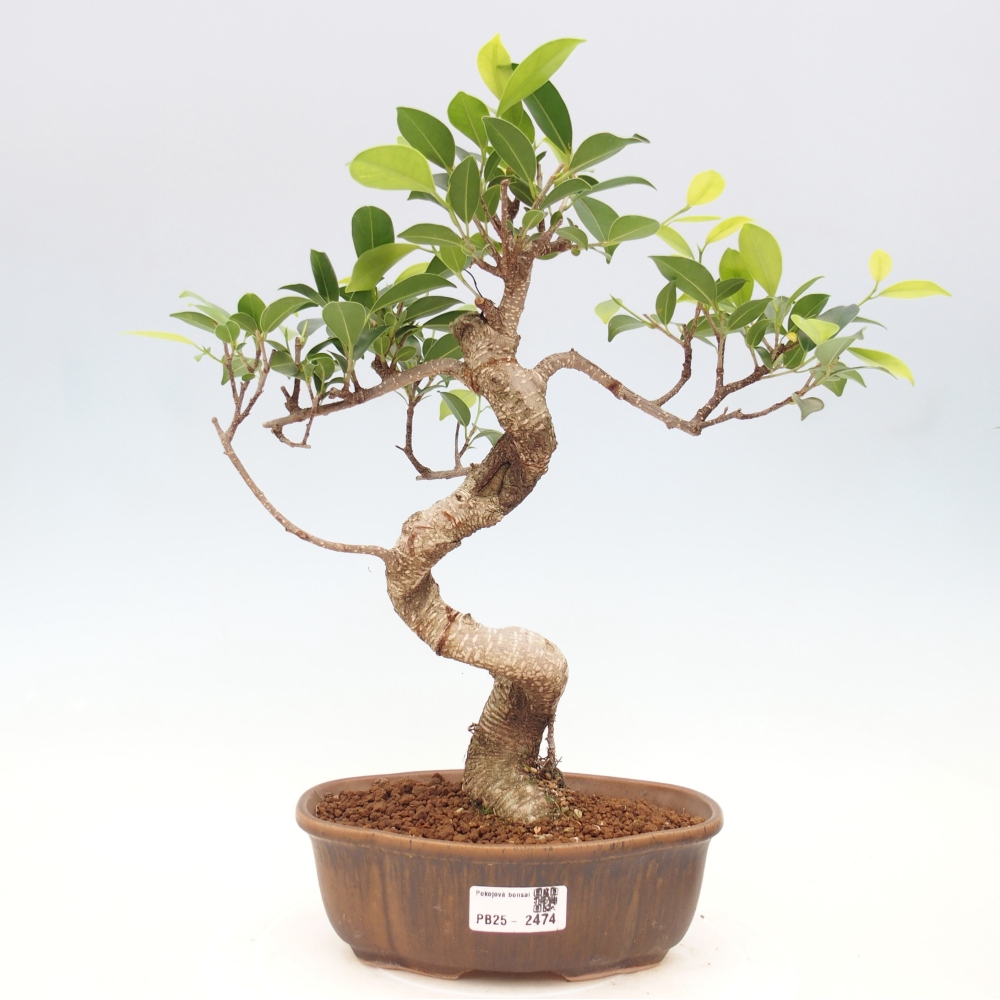 Pokojová bonsai - Ficus retusa -  malolistý fíkus
