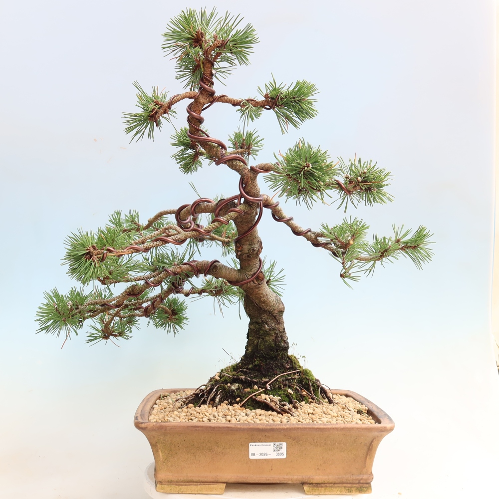Venkovní bonsai - Pinus mugo Humpy  - Borovice kleč