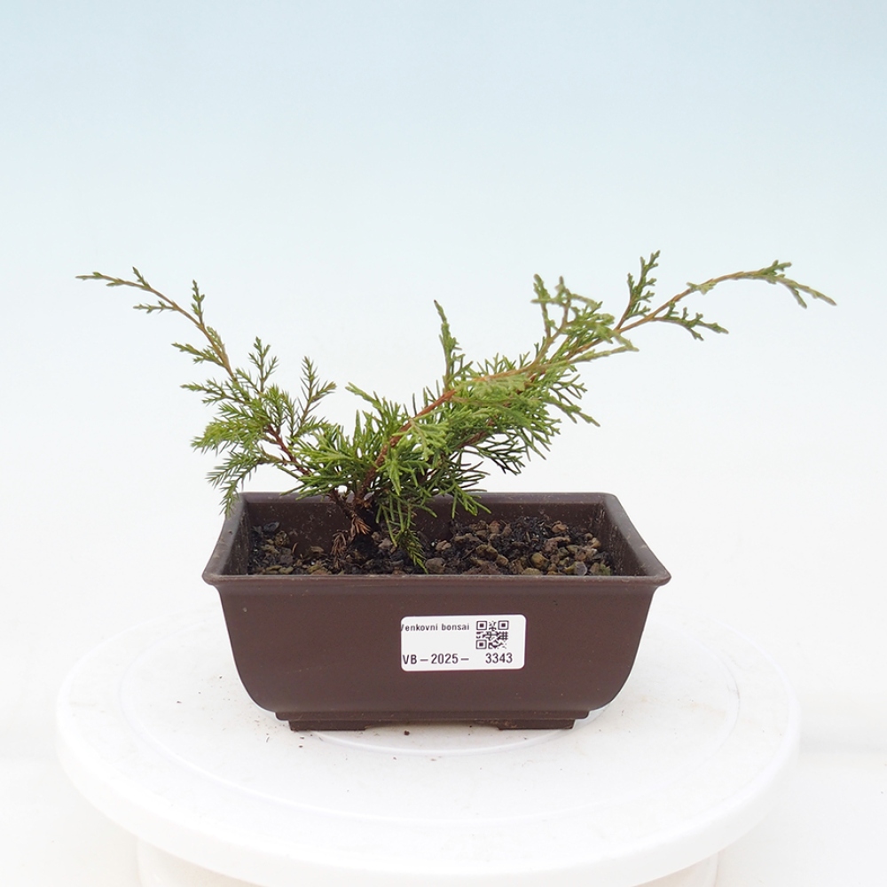 Venkovní bonsai - Juniperus chinensis Itoigawa -Jalovec čínský